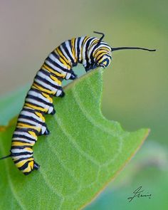 a black and yellow caterpillar on a green leaf