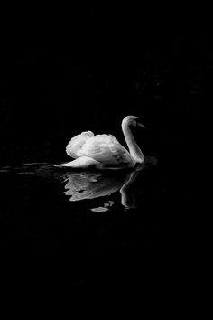 a black and white photo of a swan in the water