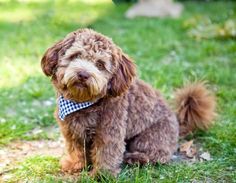 a small brown dog sitting on top of a lush green field