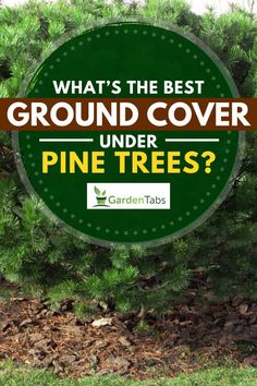 what's the best ground cover under pine trees?