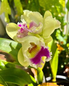 two white and purple flowers in a potted plant with greenery behind them on a sunny day