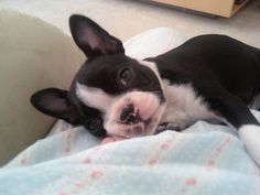 a small black and white dog laying on top of a bed