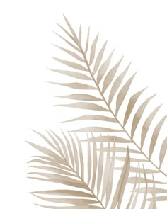 a palm leaf is shown on a white background with the shadow of it's leaves