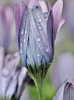 purple flowers with drops of water on them