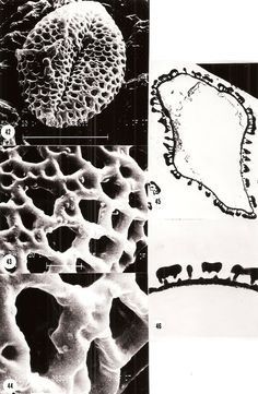 four different types of cells in black and white