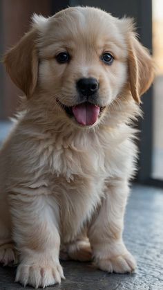 a puppy sitting on the ground with its tongue out