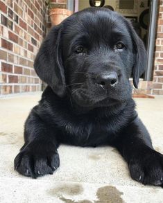 a black dog laying on the ground in front of a brick building with its paw up