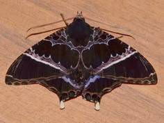 a black and white butterfly sitting on top of a wooden table