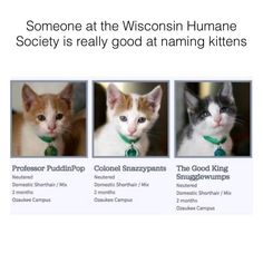 three kittens wearing collars and looking at the camera with caption that reads, someone at the wisconsin humane society is really good at naming kittens