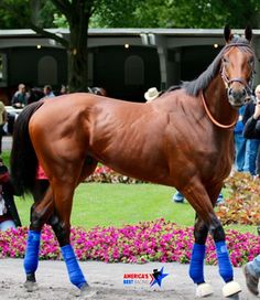 a brown horse with blue socks walking in front of some people and pink flowers on the ground