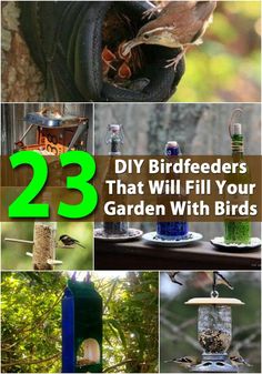 bird feeders that will fill your garden with birds and other things to feed them