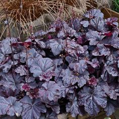 some purple leaves are growing in a potted planter next to other plants and flowers