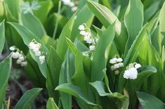 small white flowers are growing in the grass