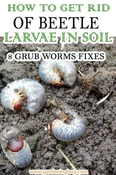 how to get rid of beetle larvae in soil 8 grub worms fixes