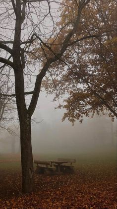 a foggy park with benches and trees