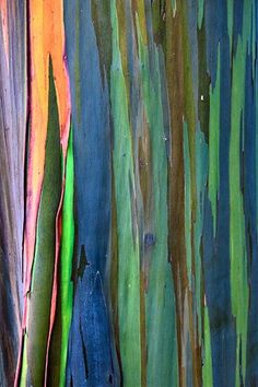 an instagram page for rainbow eucalyptus tree, which is painted with blue and green