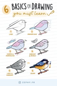 the six basic steps to drawing birds