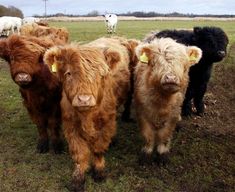 several cows are standing in the grass with yellow tags on their ears