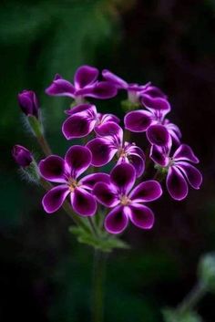 purple flowers with green leaves in the background