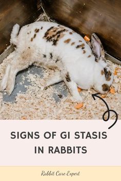 a rabbit eating food out of an open box with the words signs of gi status in rabbits