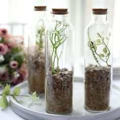 three glass bottles filled with plants and dirt