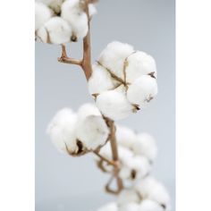 cotton plant with white flowers in front of grey background, closeup shot for product display