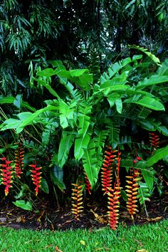 red and yellow flowers are growing in the grass next to some green plants with large leaves