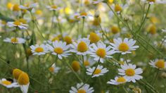 many white and yellow flowers in the grass