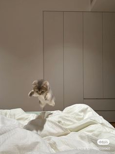 a cat jumping up into the air on top of a bed