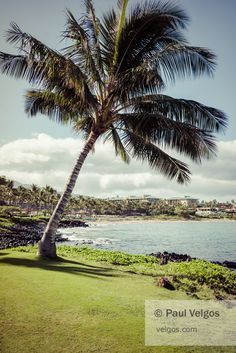 a palm tree on the beach with water in the background