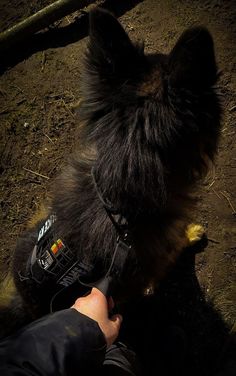 a person is petting a black dog