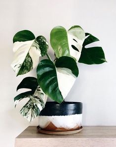 a potted plant sitting on top of a wooden table