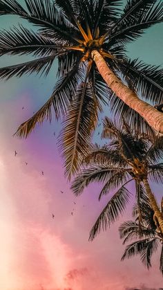 palm trees against a pink and blue sky