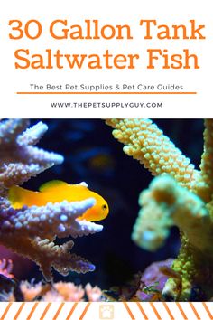 an aquarium with yellow fish in it and the title reads 30 gallon tank saltwater fish