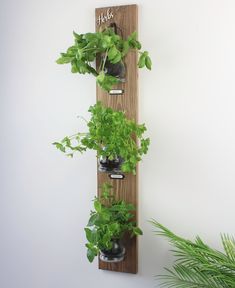 three potted plants are hanging on a wooden wall mounted planter with the word herbs written on it