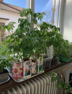 several plants are growing in pots on a window sill next to a radiator