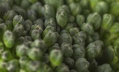 an up close shot of green sprouts