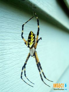 a yellow and black spider hanging from its web on the side of a building's wall