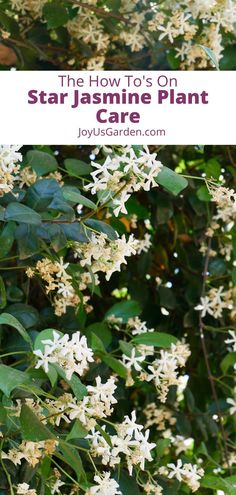 white flowers with text overlay that reads the how to's on star jasmine plant care