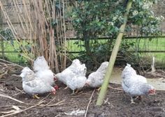 four chickens are standing in the dirt near a tree and fenced in area with grass