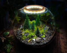 a glass bowl filled with plants and rocks