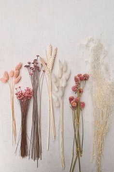 five dried flowers are lined up against a white wall