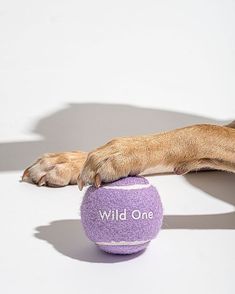 a dog is playing with a ball that says wild one on it's side