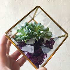 a hand is holding a glass box with plants in it and rocks on the bottom