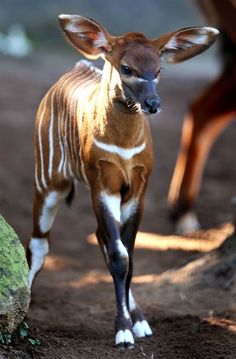 an antelope is standing in the dirt with its head turned to the right