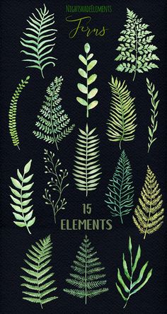 an illustrated guide to different types of plants and leaves on a black background with the words,