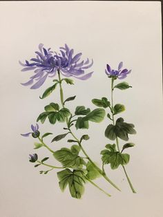 some purple flowers and green leaves on a white sheet with watercolors in it