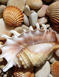 several seashells are laying on some rocks