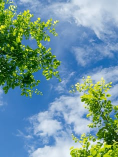 green leaves and blue sky with clouds in the background