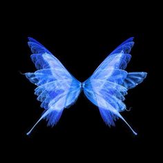 a blue butterfly flying through the air